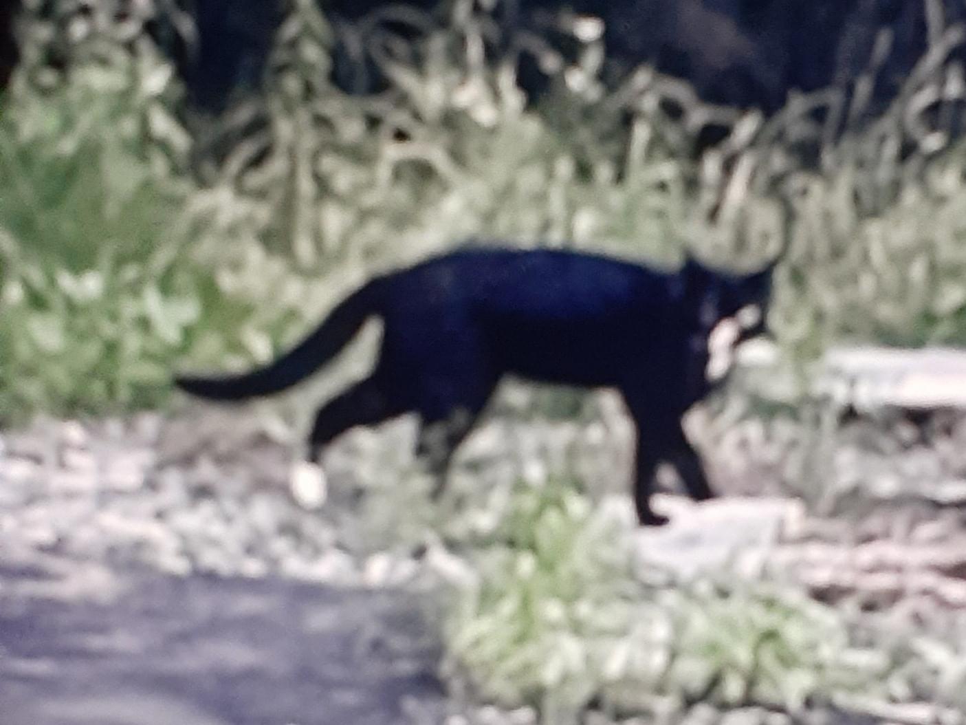 保護された猫 保護された猫
