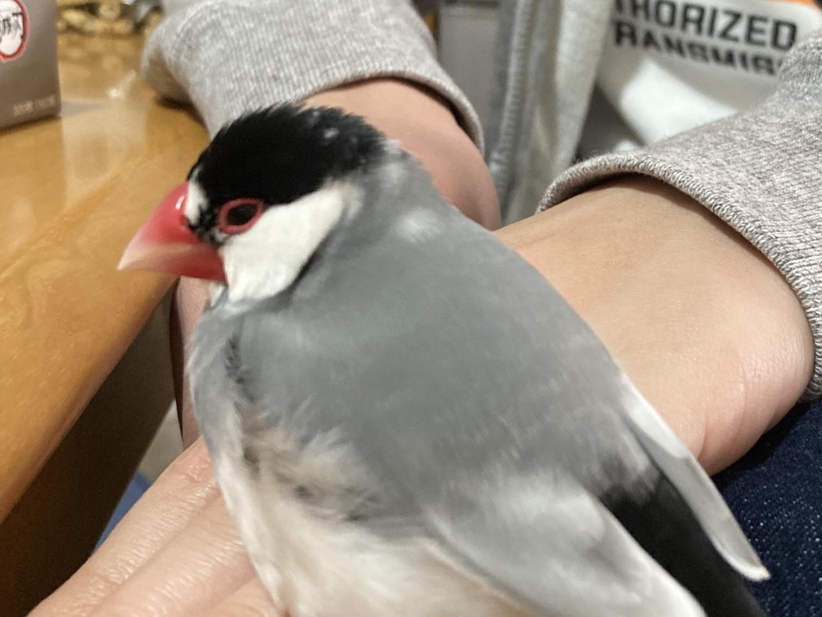文ちゃん