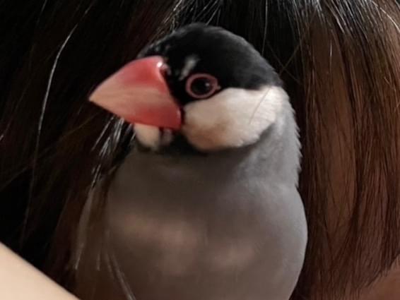 ももちゃん ももちゃん