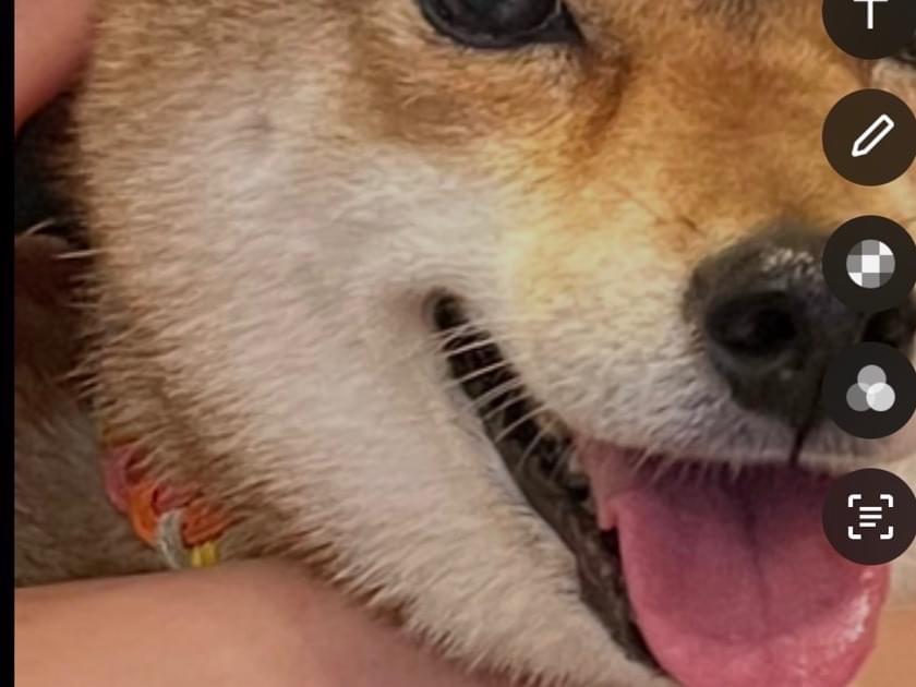 ピノちゃん