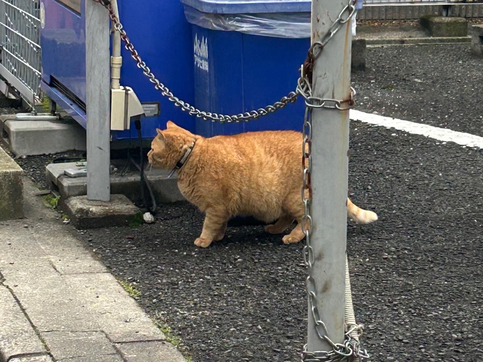 目撃された猫 目撃された猫