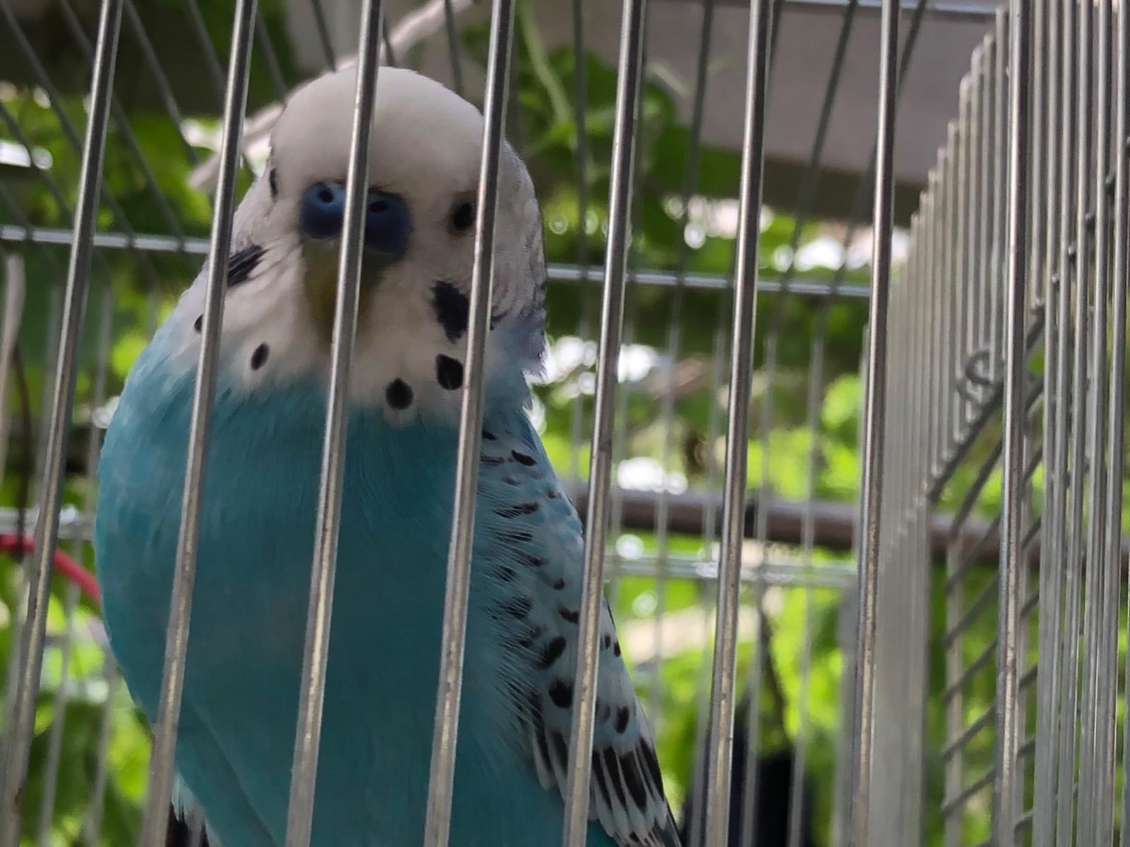 ラムネちゃん ラムネちゃん