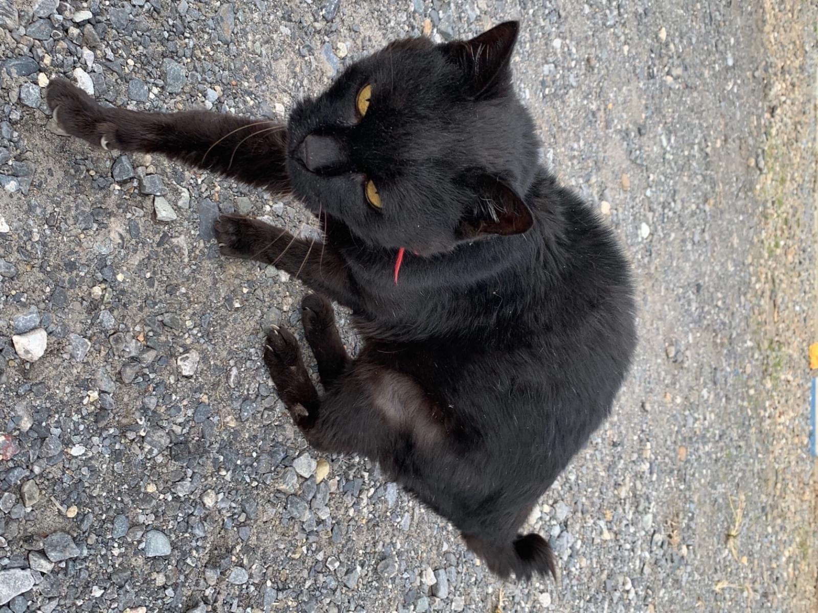 目撃された猫 目撃された猫