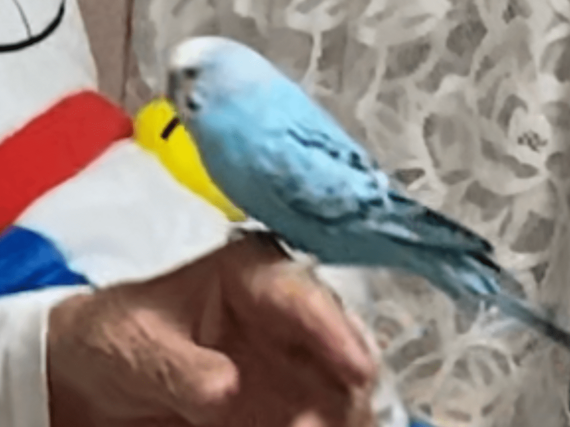 ぴーちゃん ぴーちゃん