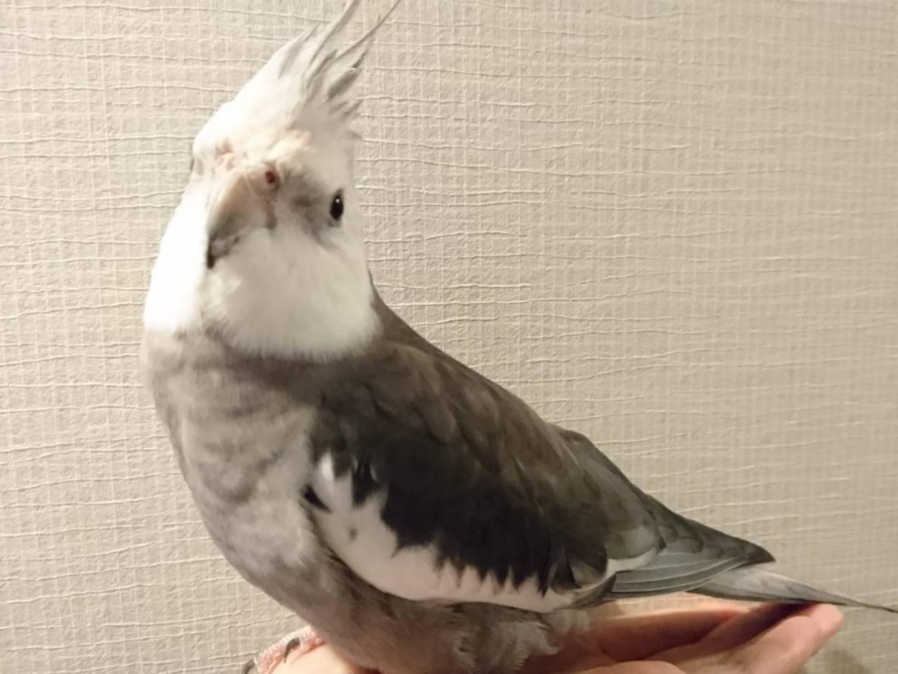 いずもちゃん いずもちゃん