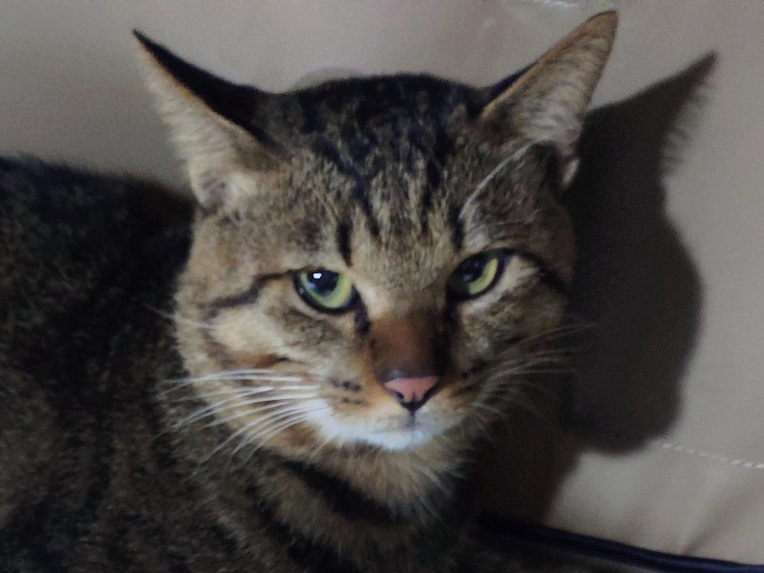 保護された猫 保護された猫