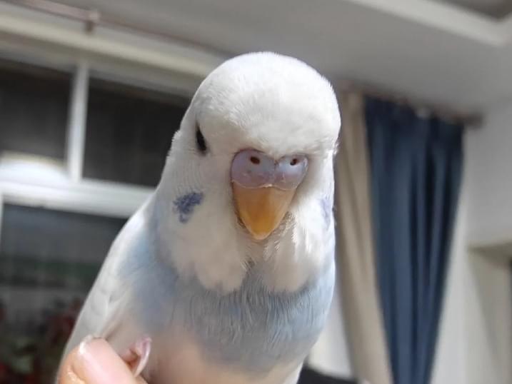 ポップコーンちゃん ポップコーンちゃん