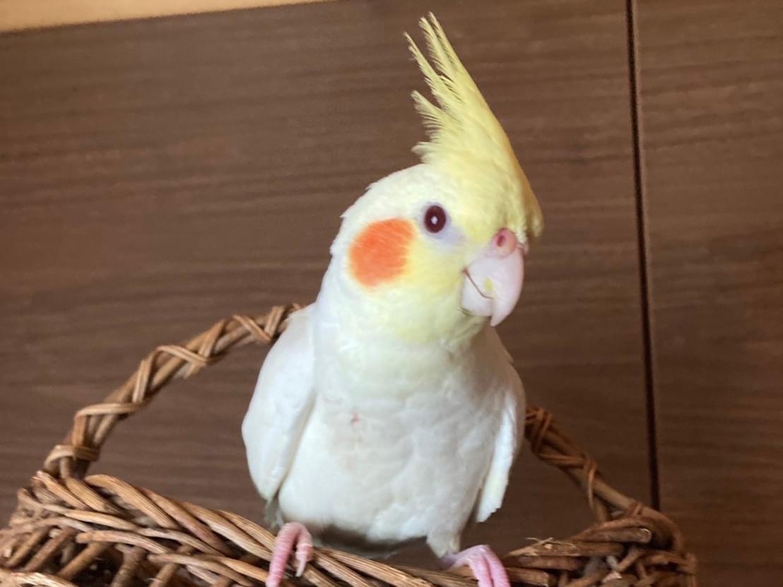 レモンちゃん レモンちゃん
