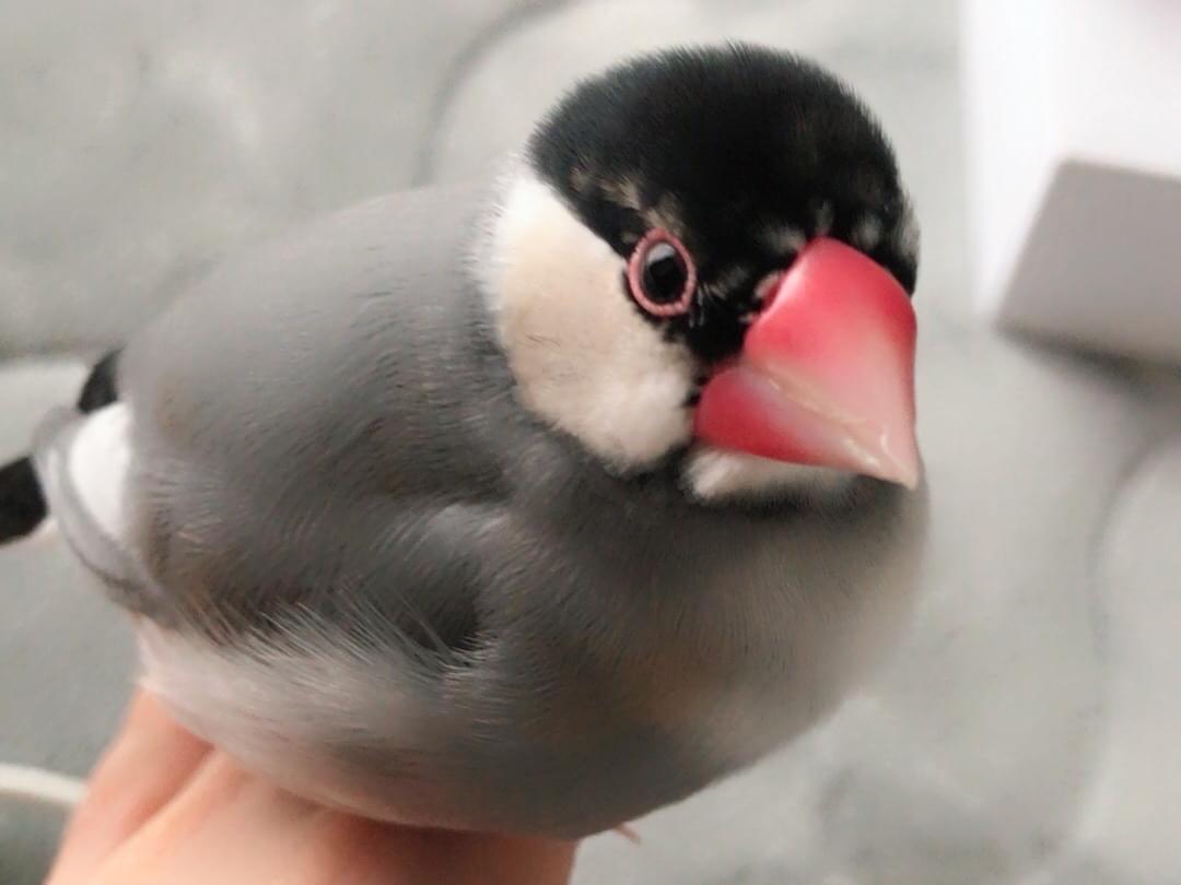ぶんちゃん ぶんちゃん