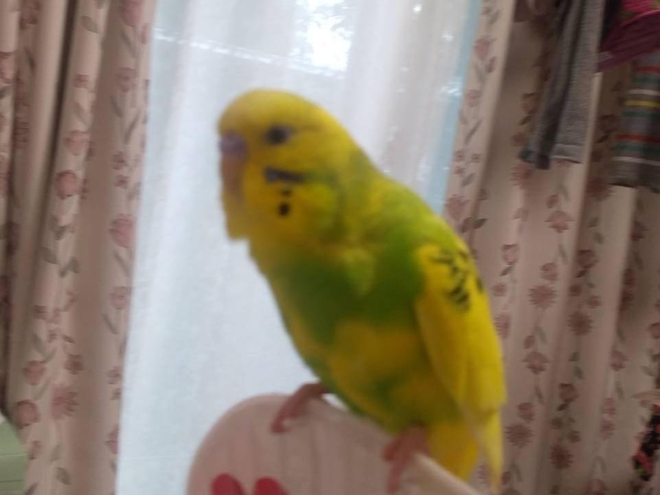 ピグちゃん ピグちゃん