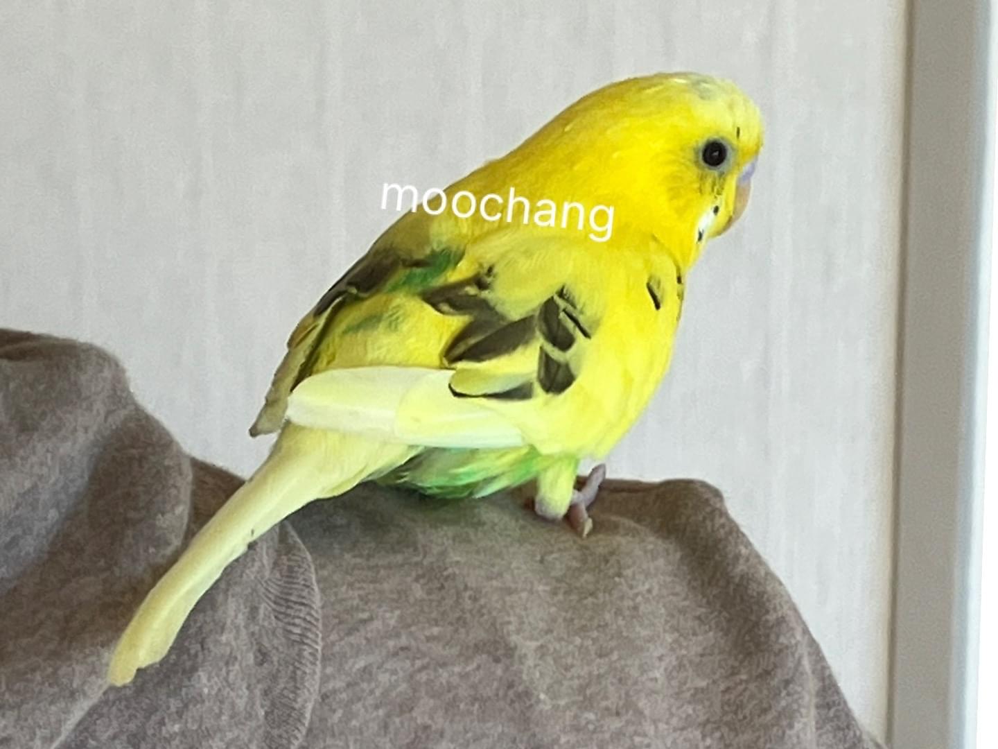 保護された鳥 保護された鳥