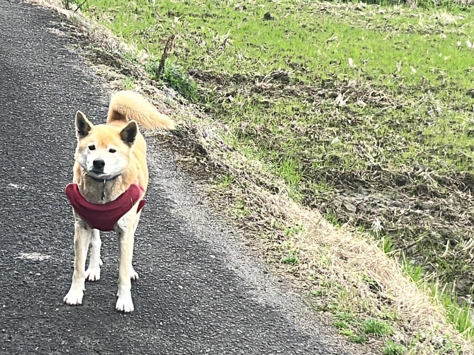 目撃された犬 目撃された犬