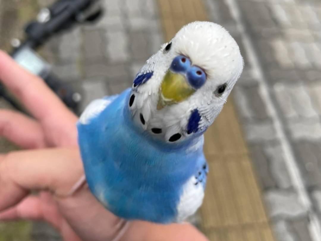 保護された鳥 保護された鳥