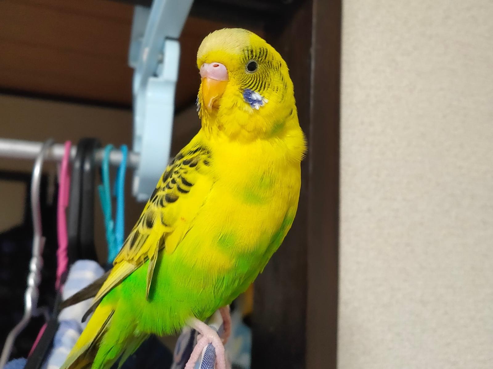 保護された鳥 保護された鳥
