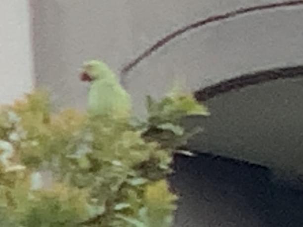 目撃された鳥 目撃された鳥