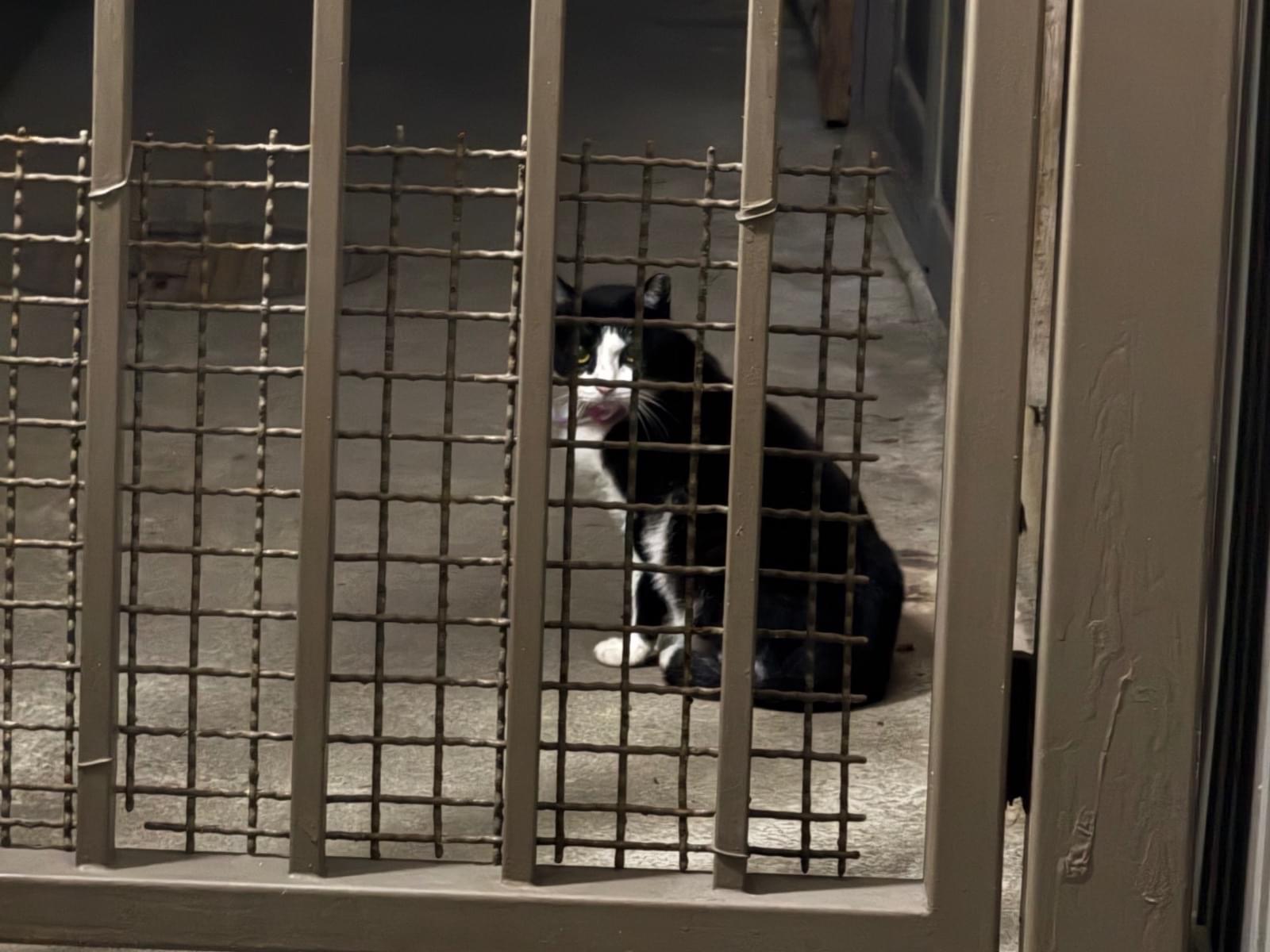 目撃された猫
