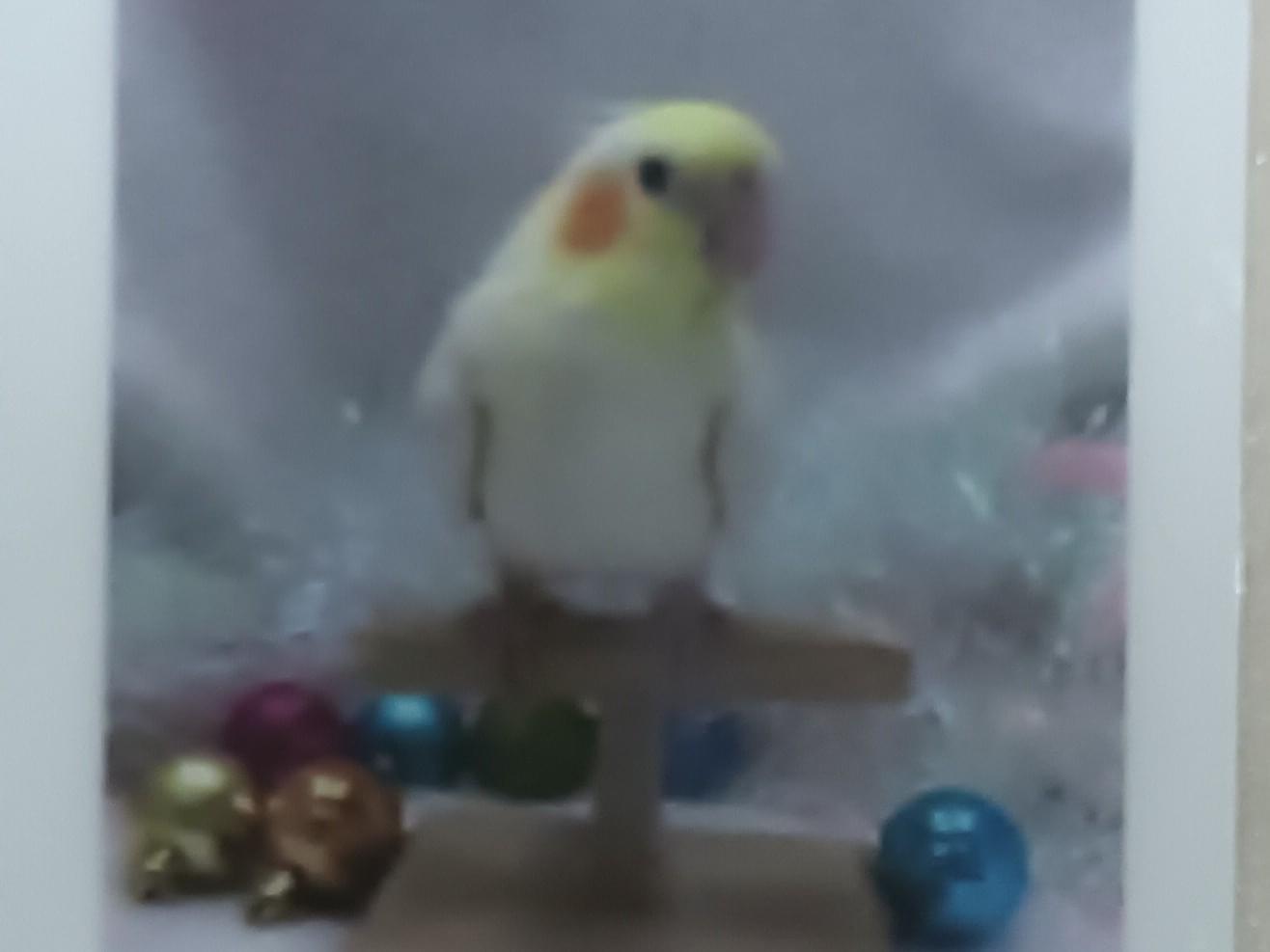 レモンちゃん レモンちゃん