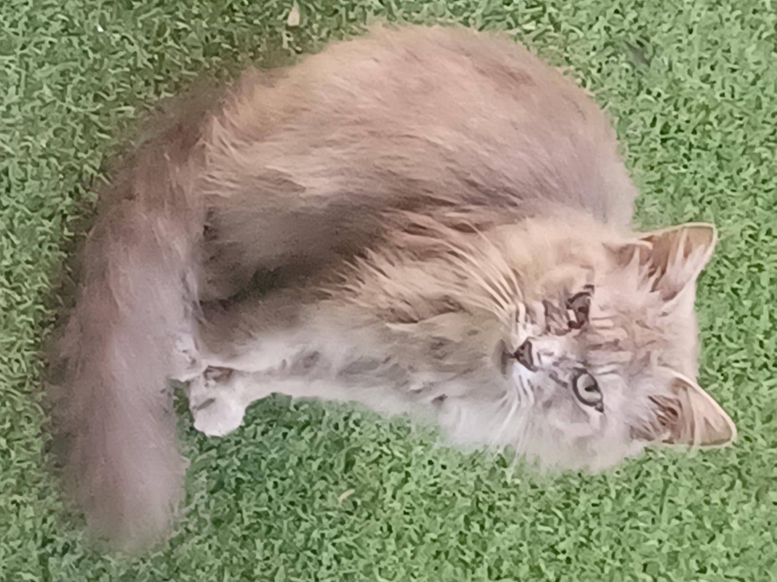 目撃された猫 目撃された猫