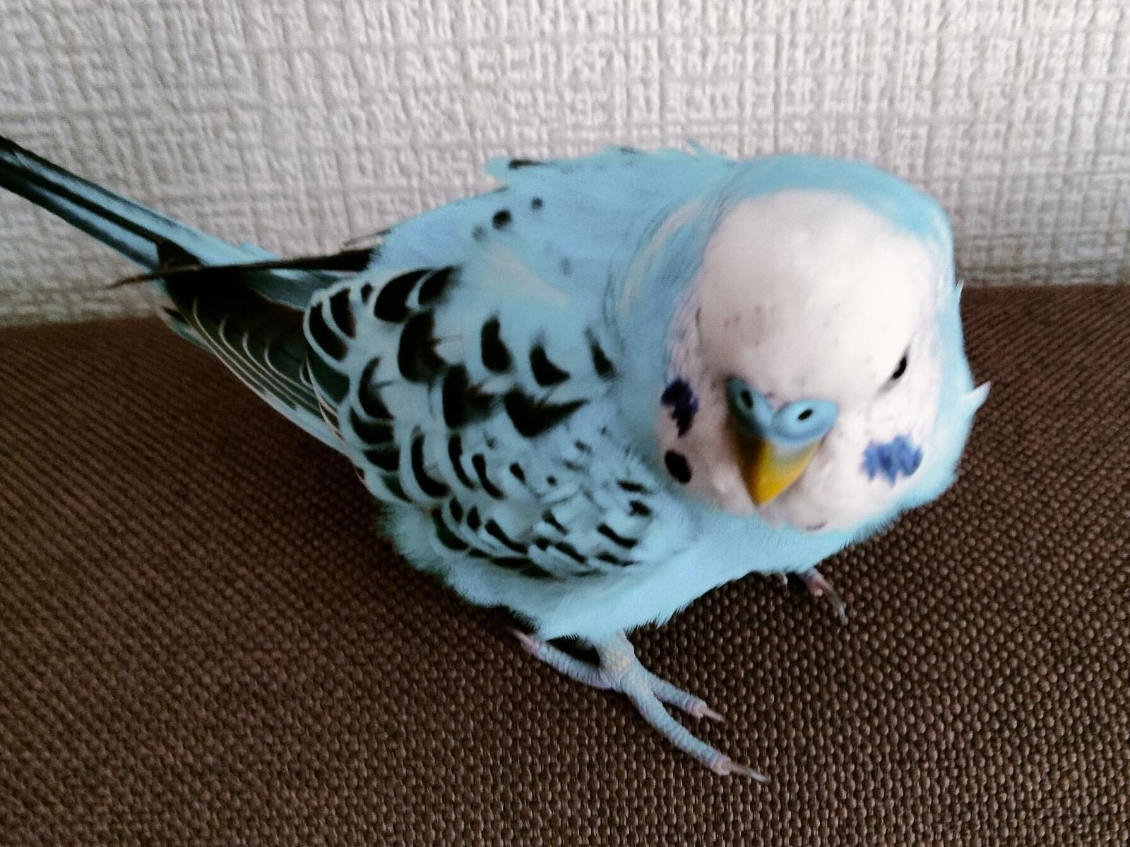 保護された鳥 保護された鳥