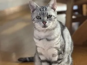 アメリカンショートヘア(グレー)の猫です!