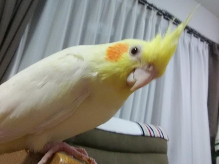 ぽぽちゃん ぽぽちゃん