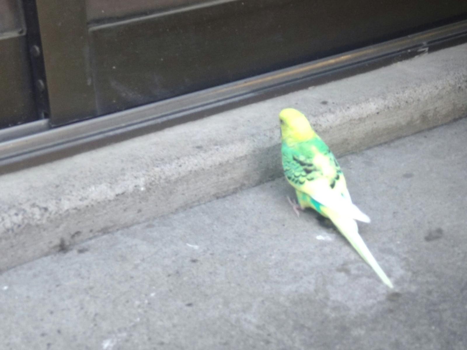 目撃された鳥 目撃された鳥