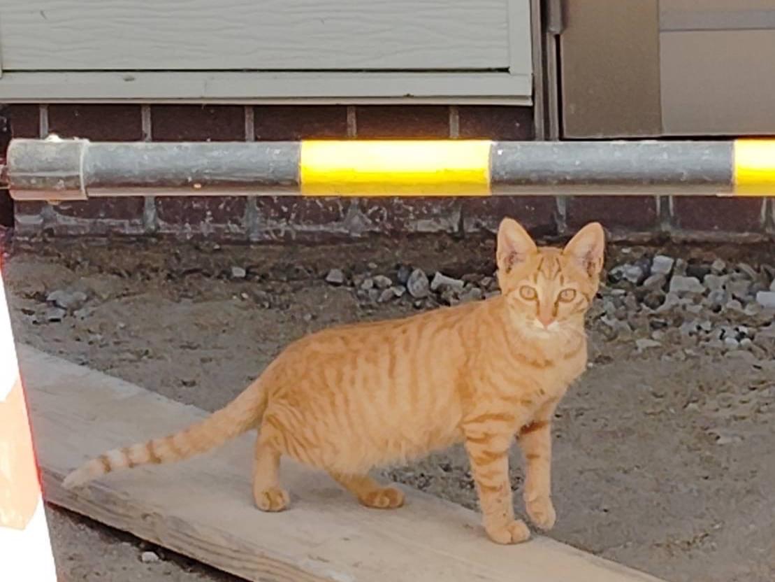 目撃された猫 目撃された猫