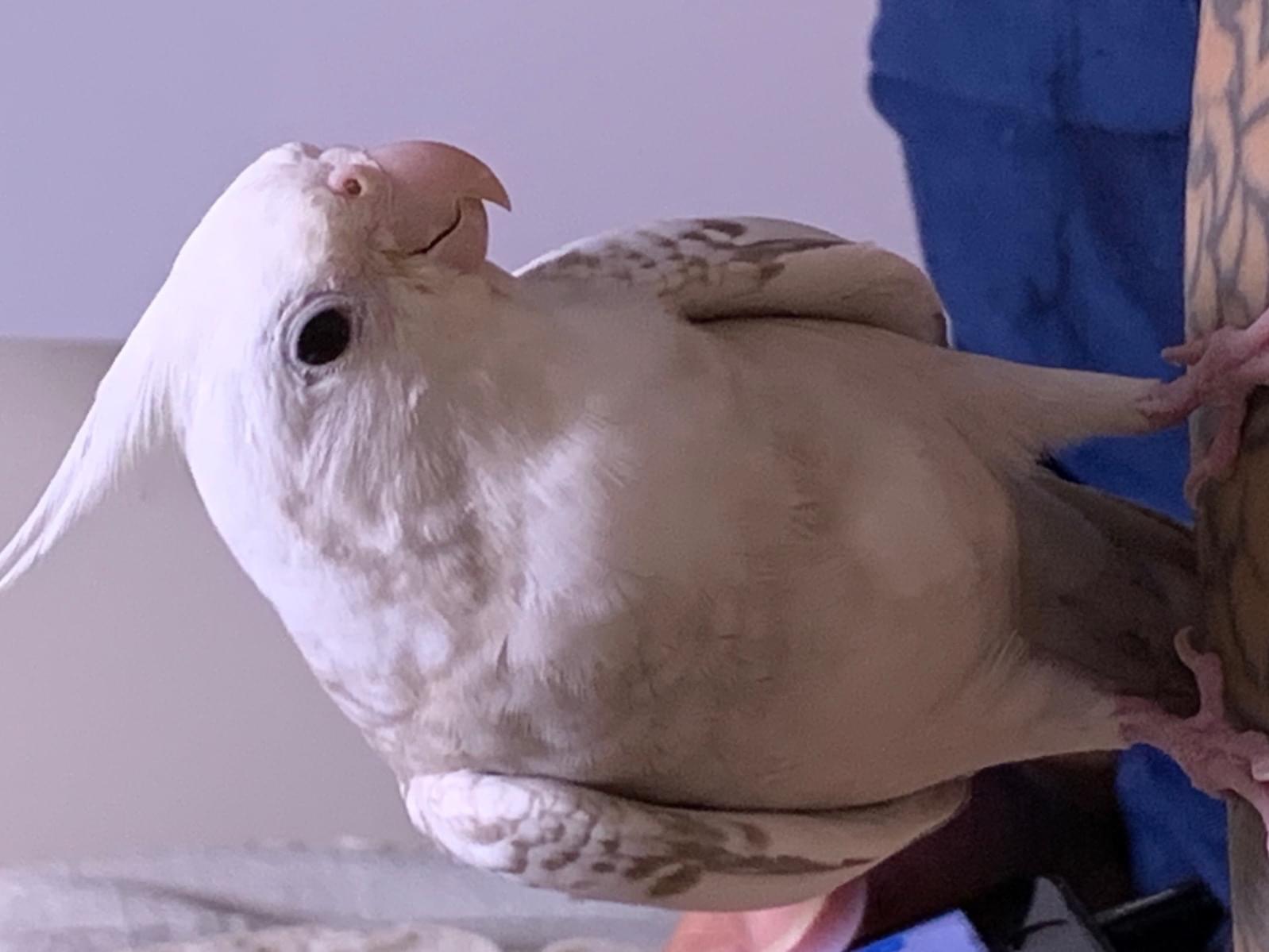 おもちちゃん おもちちゃん