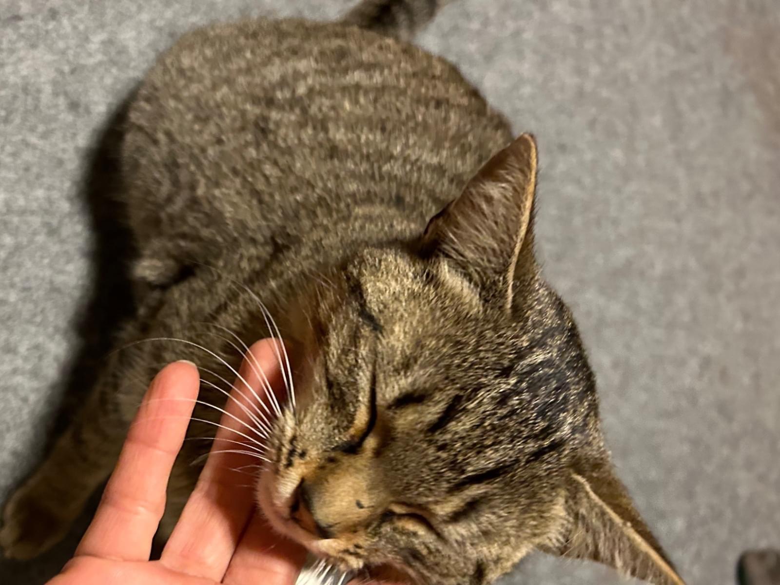 保護された猫 保護された猫