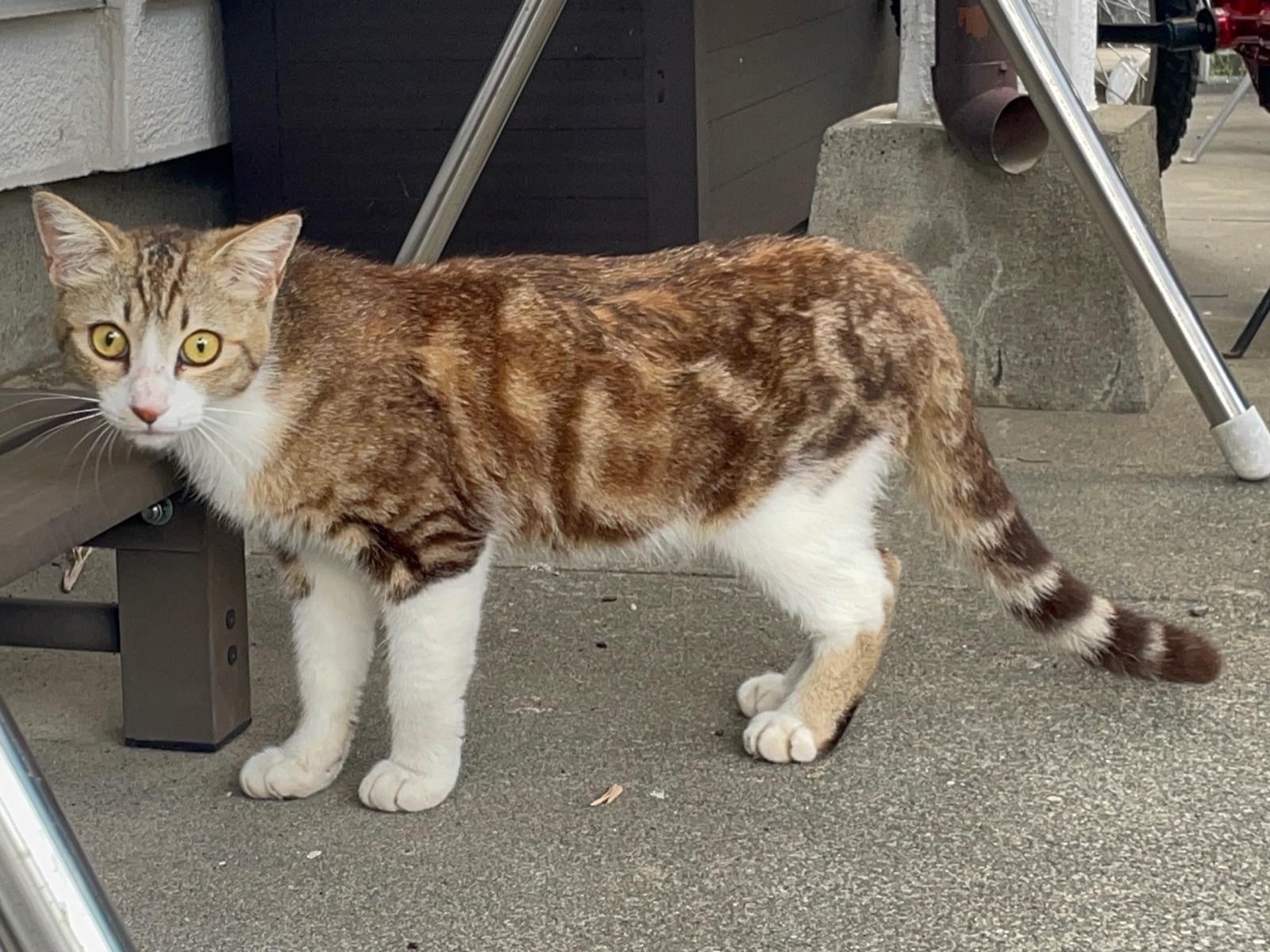 目撃された猫 目撃された猫