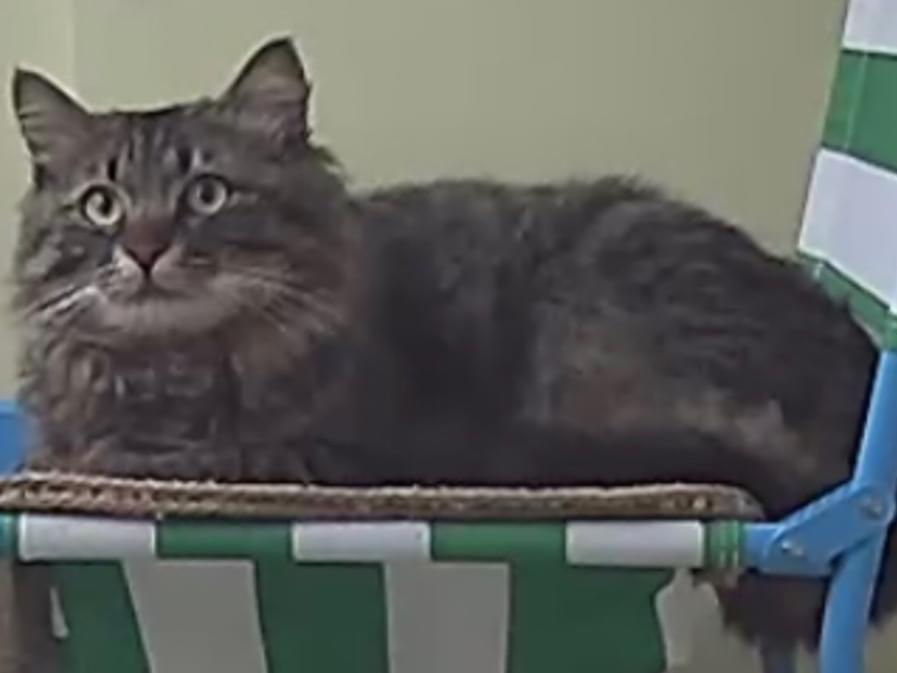 保護された猫 保護された猫