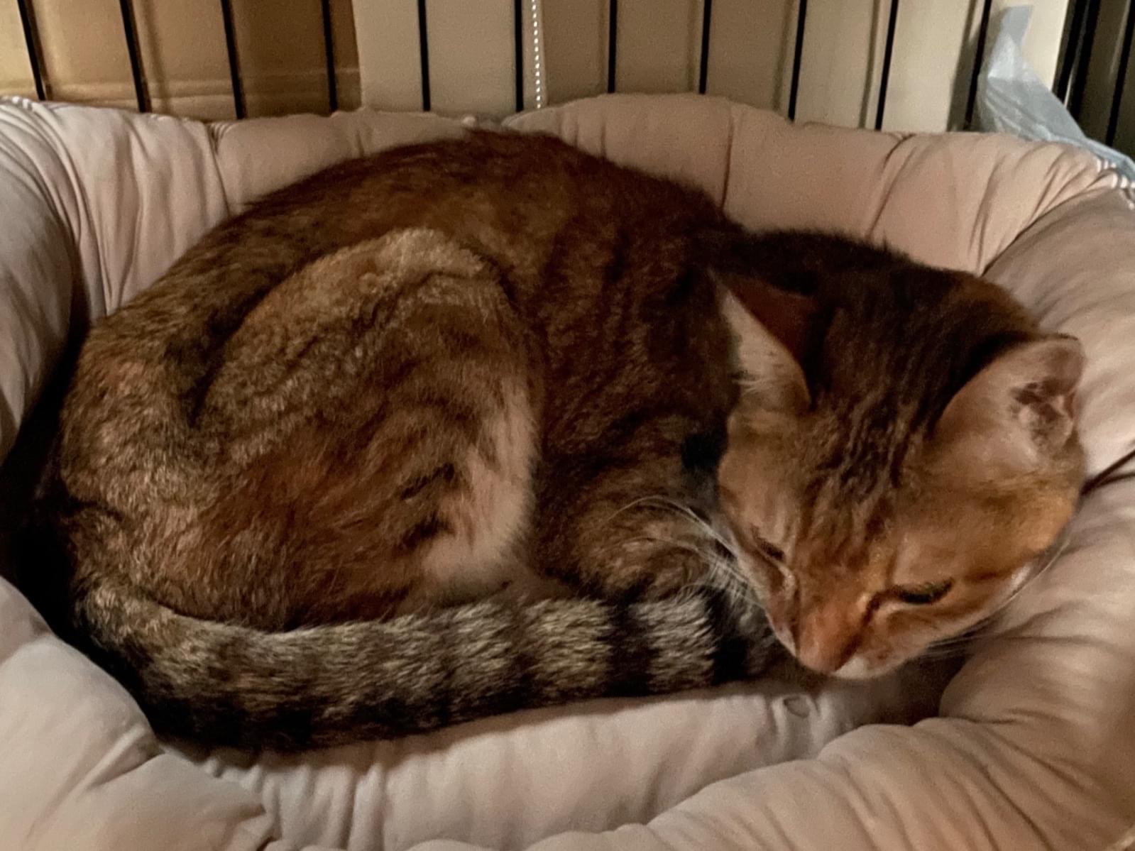 保護された猫 保護された猫