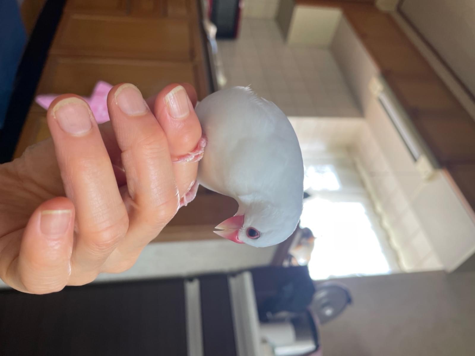 ぴーちゃん ぴーちゃん