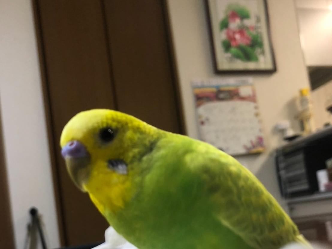 ぴーちゃん ぴーちゃん