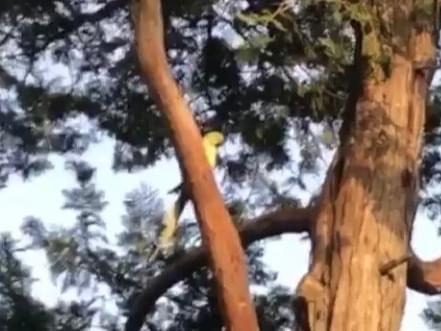 目撃された鳥 目撃された鳥