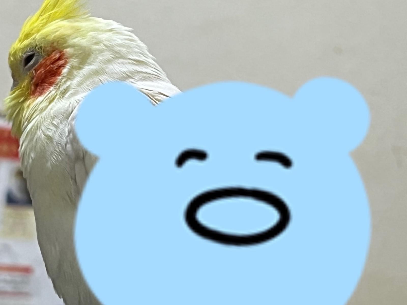 保護された鳥 保護された鳥