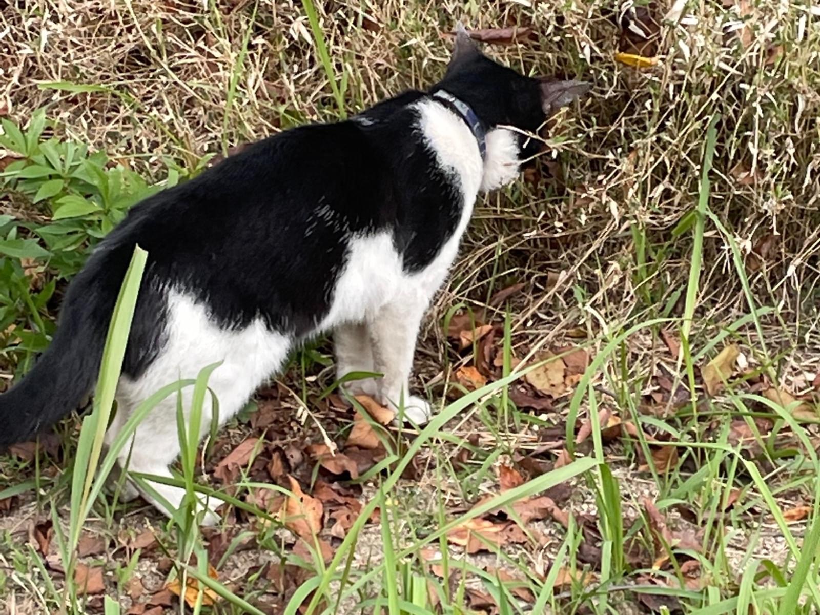 目撃された猫 目撃された猫