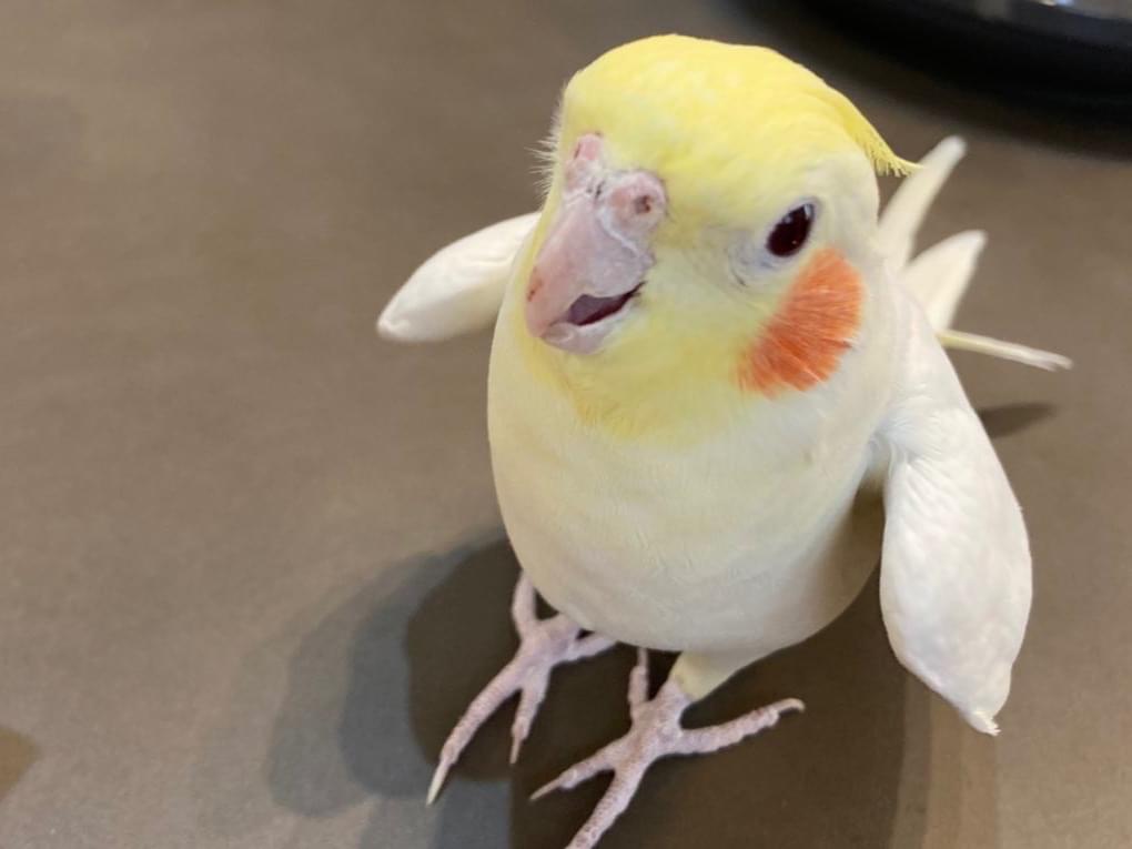 コラソンちゃん コラソンちゃん