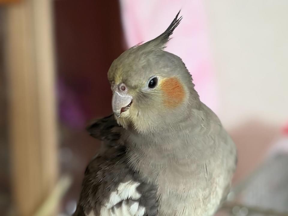 ココちゃん ココちゃん
