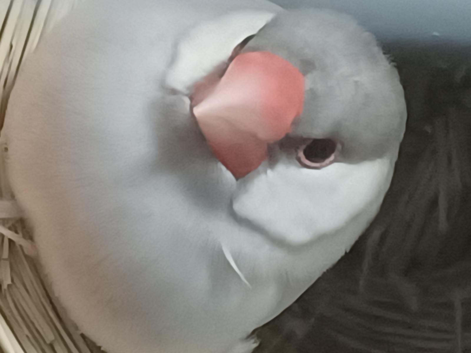 もふちゃん もふちゃん