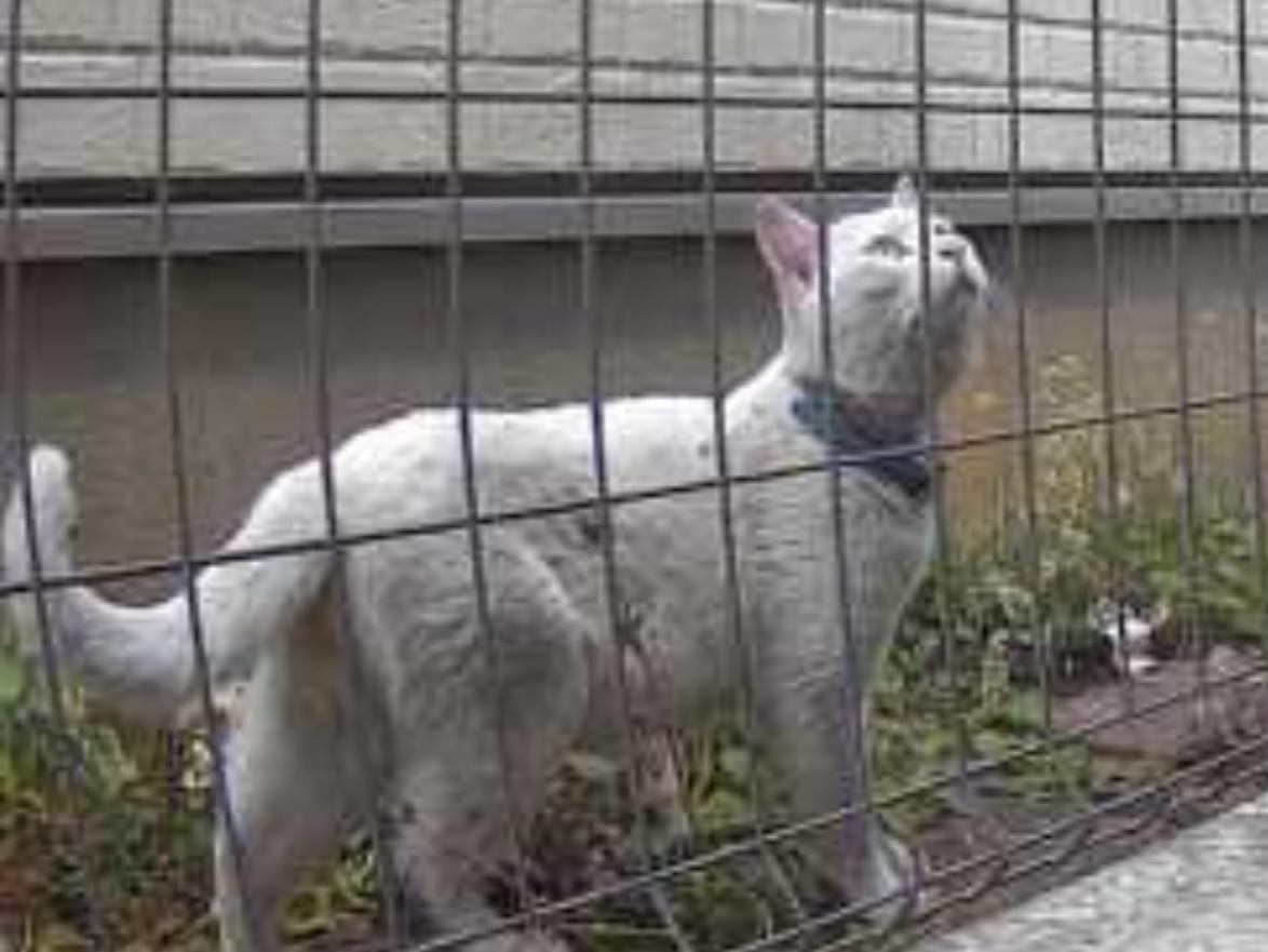 目撃された猫 目撃された猫