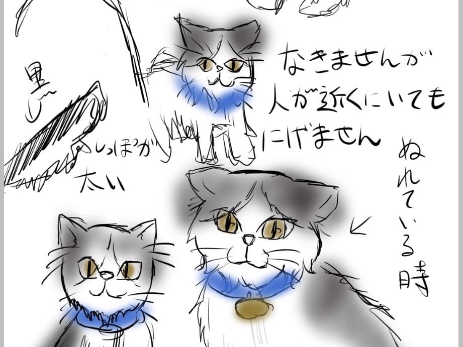 目撃された猫 目撃された猫