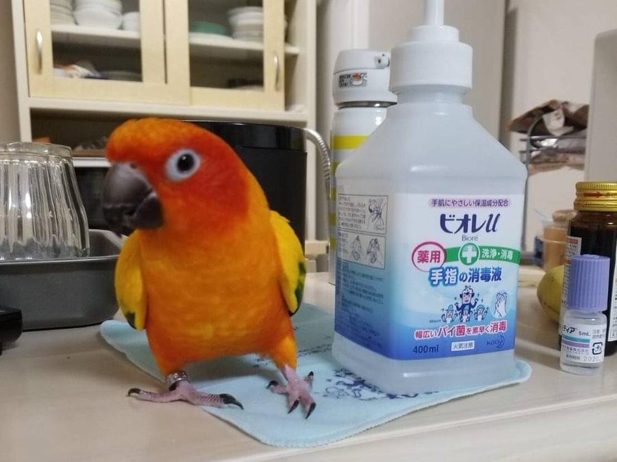 プーちゃん プーちゃん