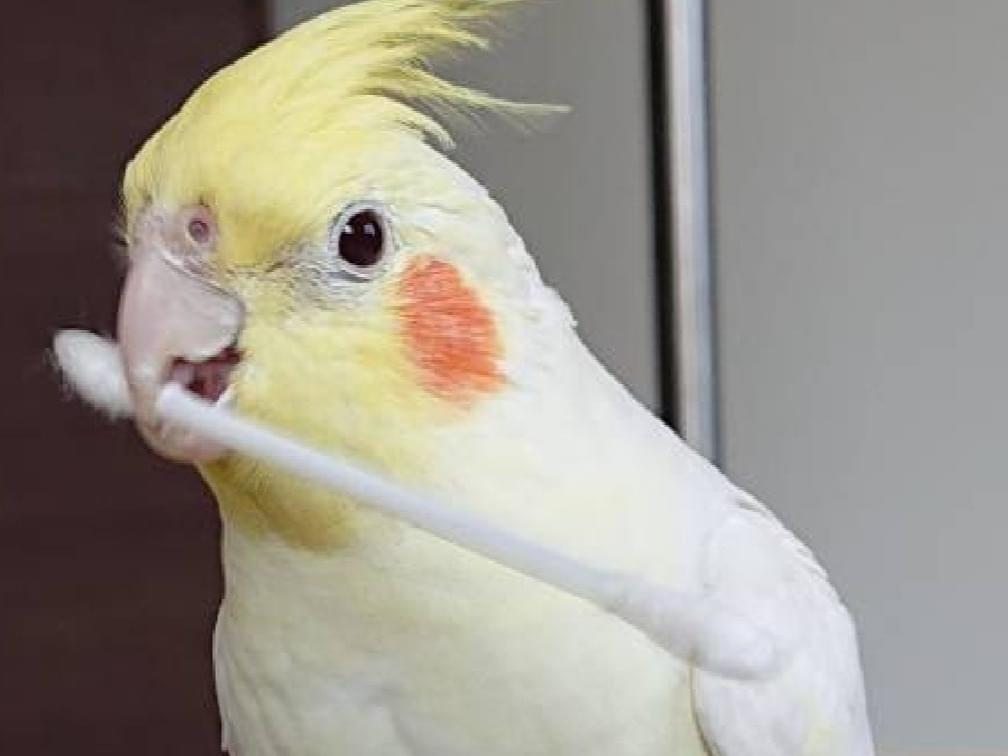 がんもちゃん がんもちゃん
