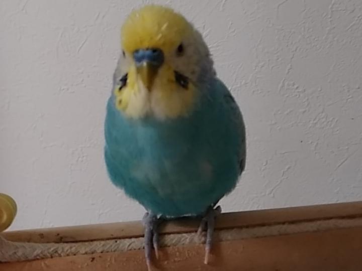 あおちゃん あおちゃん