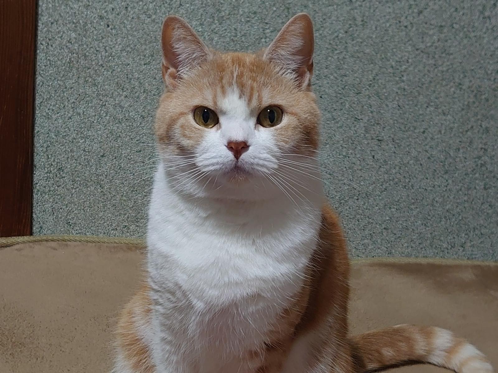 クーちゃん クーちゃん