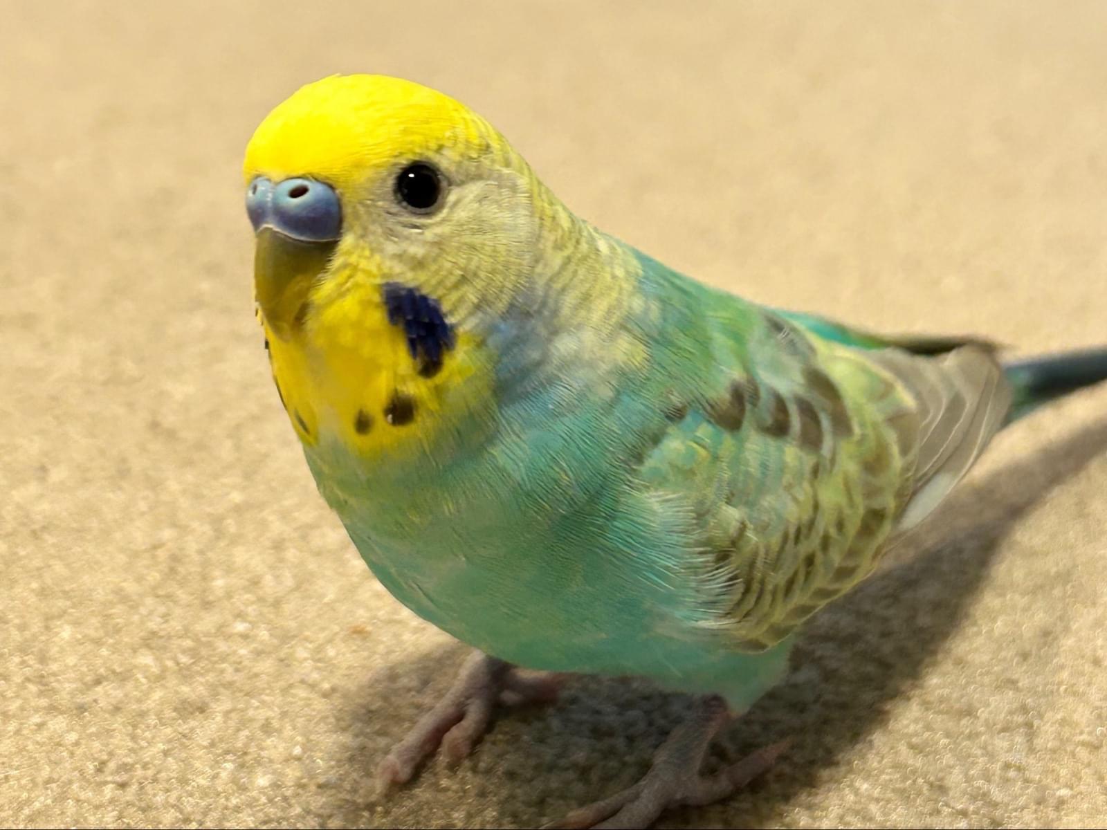 ラムネちゃん ラムネちゃん