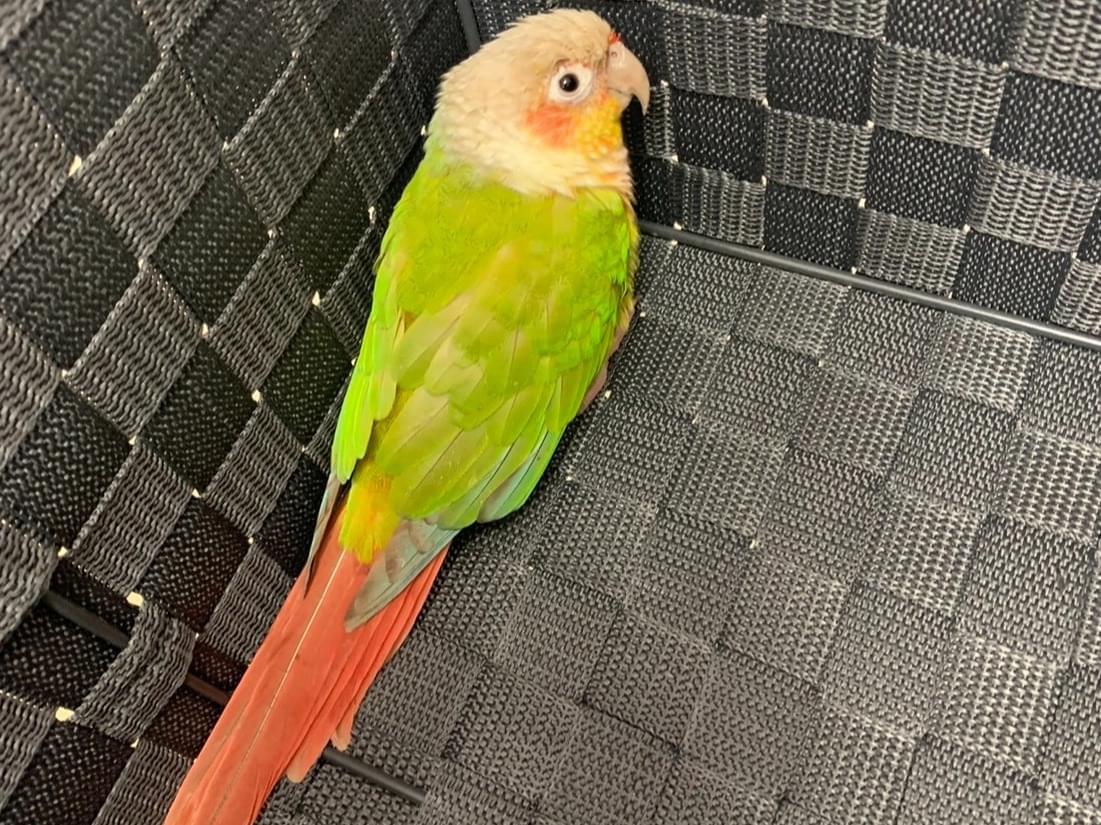 保護された鳥 保護された鳥