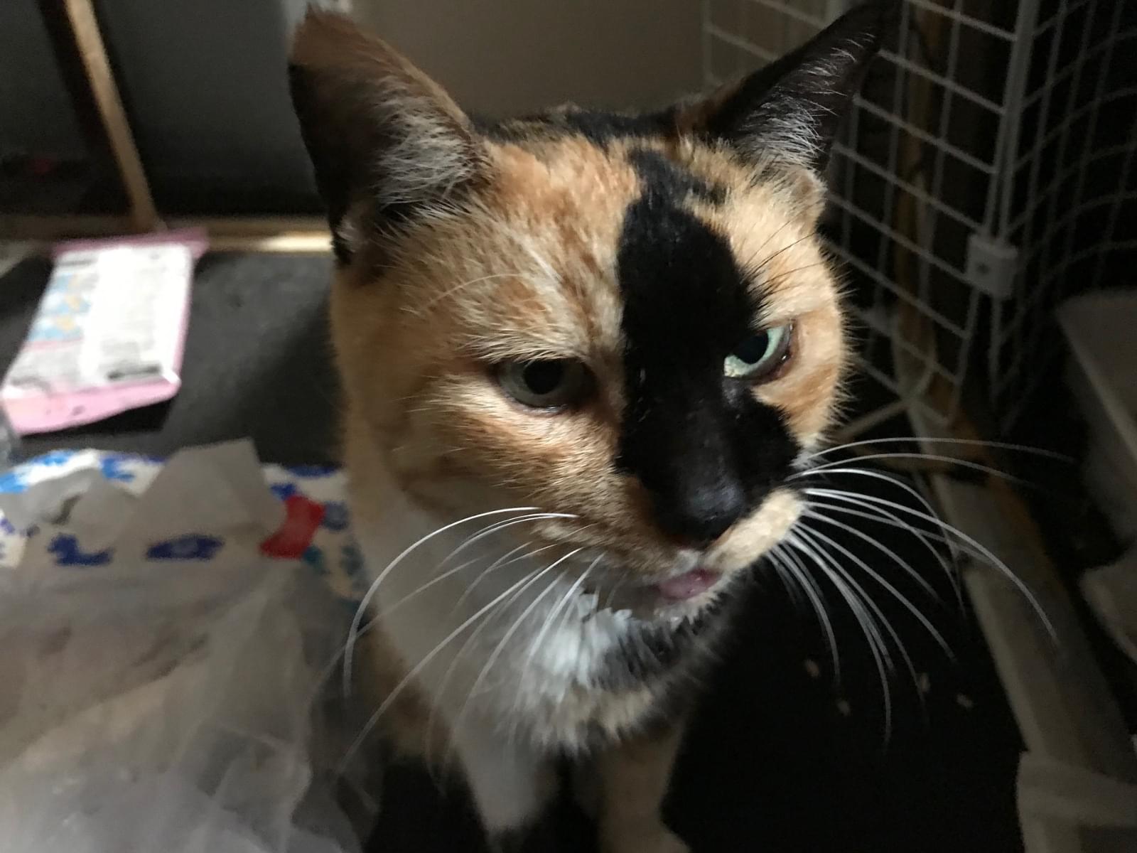 保護された猫 保護された猫