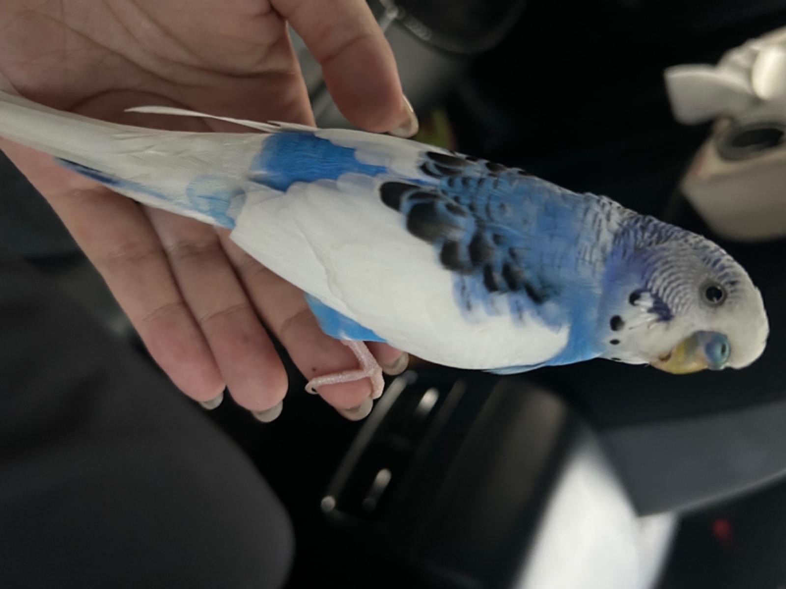 保護された鳥 保護された鳥